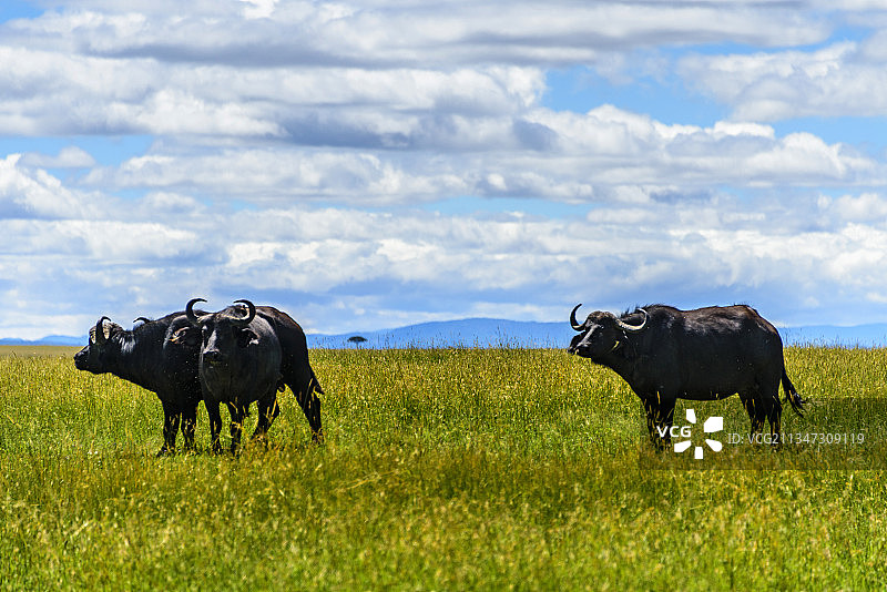 非洲肯尼亚马赛马拉的野生非洲野水牛图片素材
