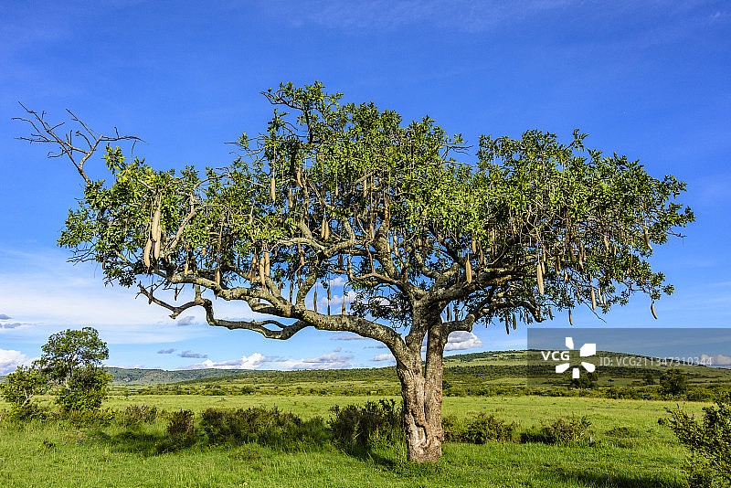 非洲肯尼亚马赛马拉的香肠树图片素材