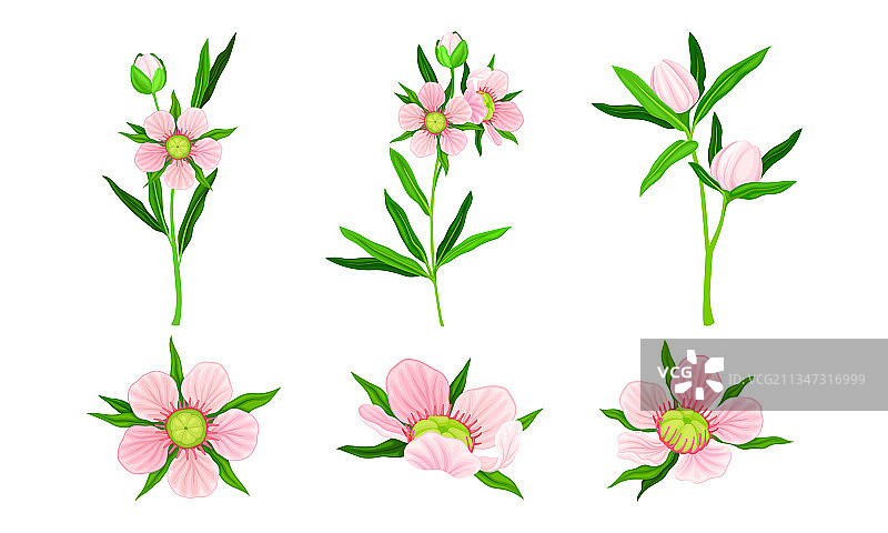 粉色麦卢卡花图片素材