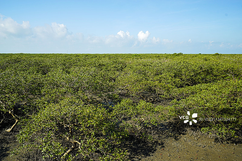 金海湾红树林图片素材