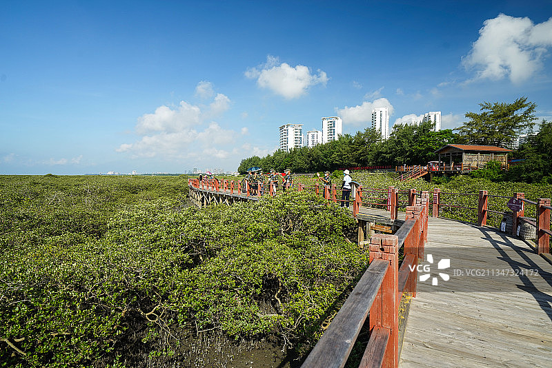 金海湾红树林图片素材