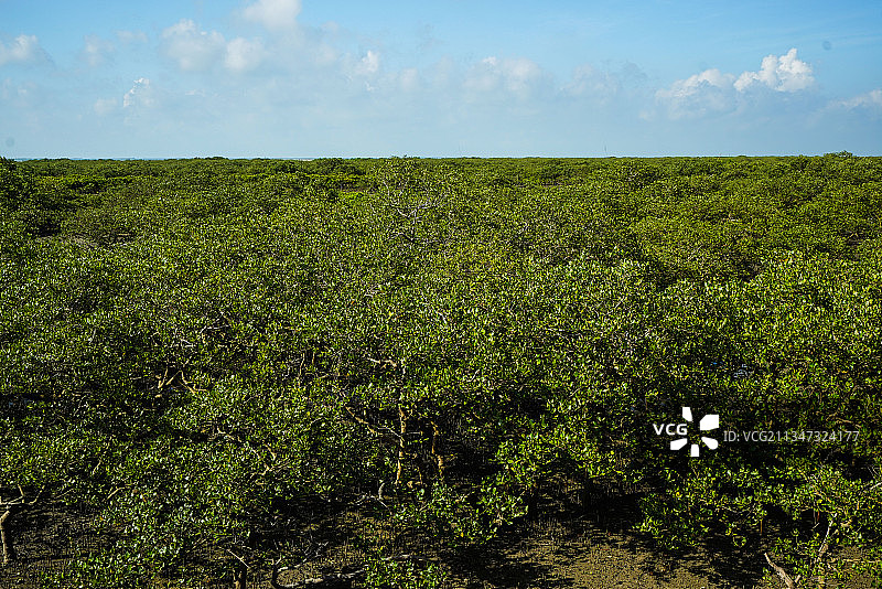金海湾红树林图片素材