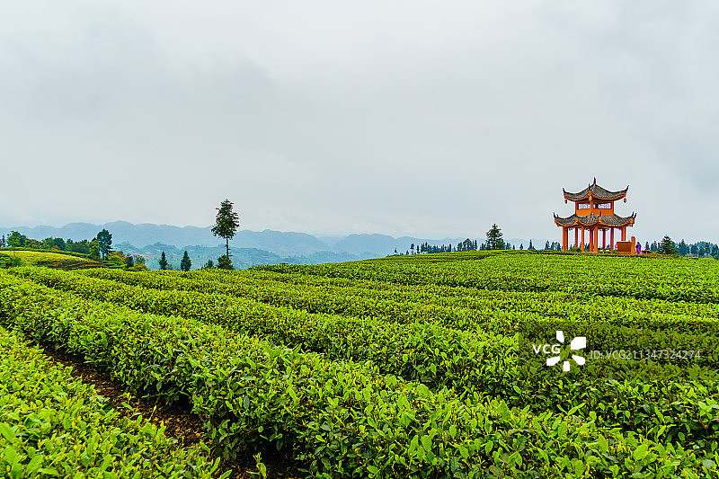 中国四川雅安牛碾坪茶园春季成片茶树田图片素材