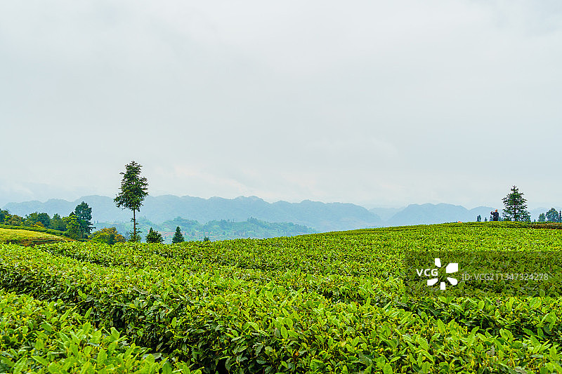 中国四川雅安牛碾坪茶园春季成片茶树田图片素材