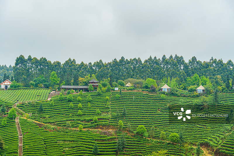 中国四川雅安牛碾坪茶山茶园春季风光图片素材