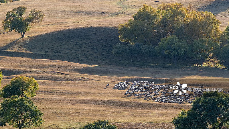 内蒙古乌兰布统坝上大草原金秋蛤蟆坝放牧羊群图片素材