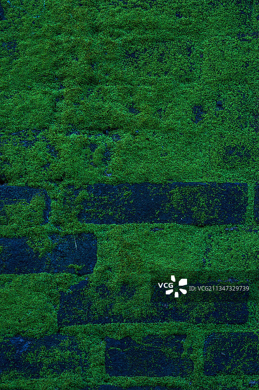 蓝砖墙上的苔藓图片素材