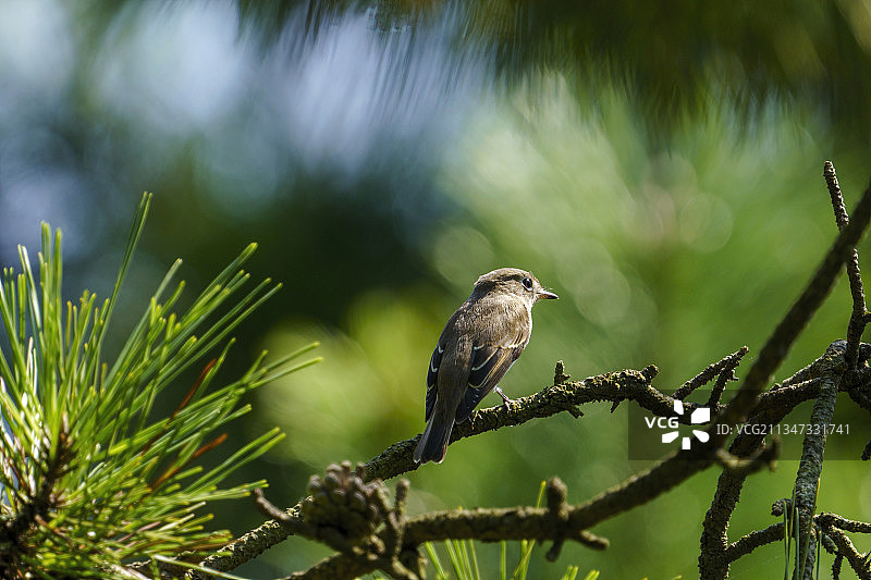 青岛燕儿岛公园树林枝头上的灰纹鹟图片素材