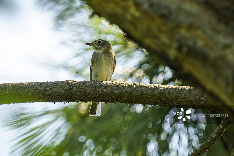 青岛燕儿岛公园树林枝头上的灰纹鹟图片素材
