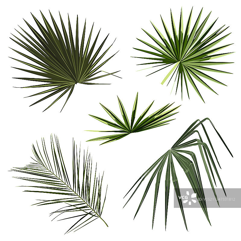 热带棕榈叶合集图片素材