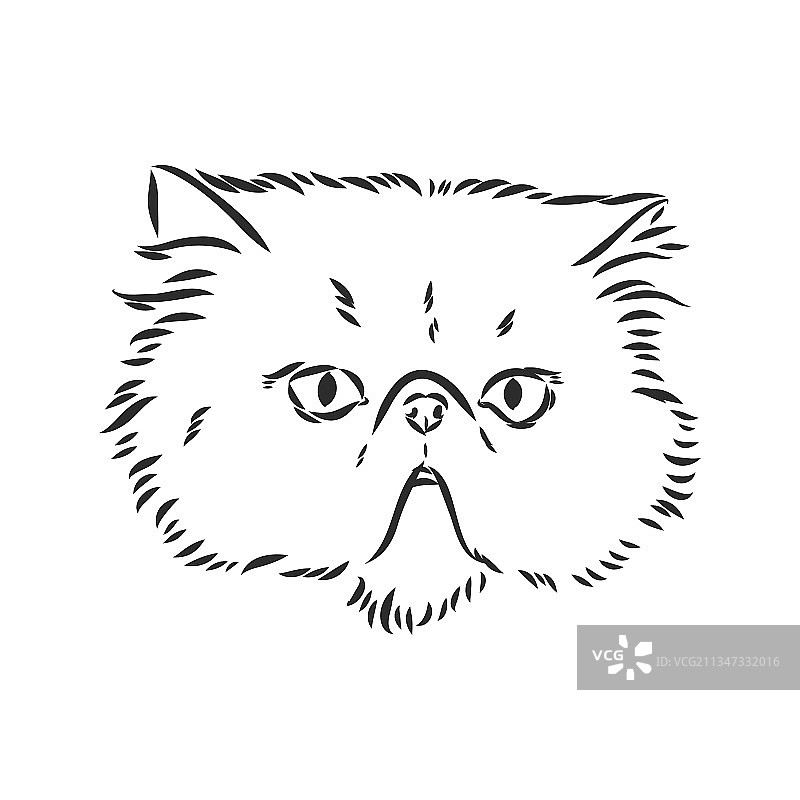 手绘波斯猫素描图片素材