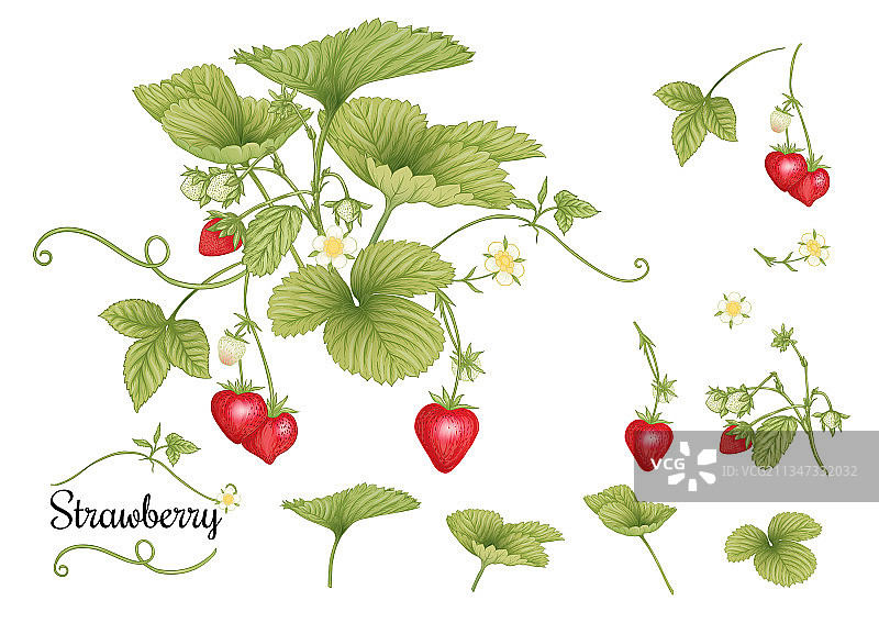 带红色浆果的草莓枝条剪贴画套装图片素材