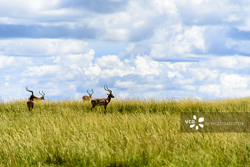 非洲肯尼亚马赛马拉大草原上的野生羚羊图片素材