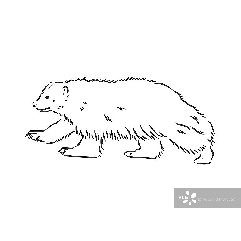 黑色手绘狼獾素描图片素材