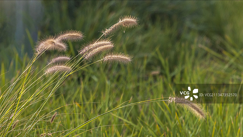 雨后官厅湖畔图片素材