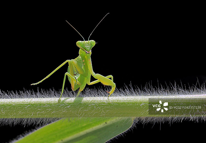 黑色背景下的树叶上的昆虫特写图片素材