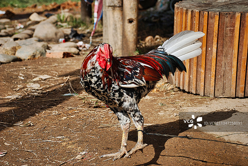 印度尼西亚田野里的公鸡特写图片素材