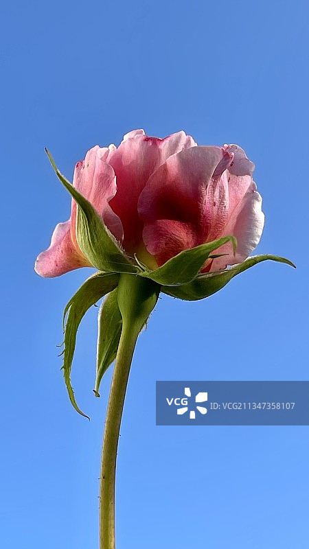 粉色玫瑰特写，卡尔斯鲁厄，德国图片素材