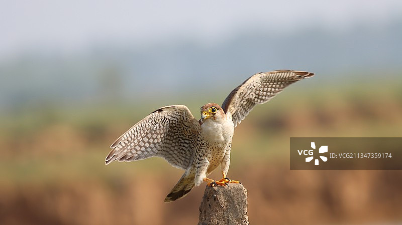猛禽栖息在木桩上的特写，印度苏丹布尔国家公园图片素材