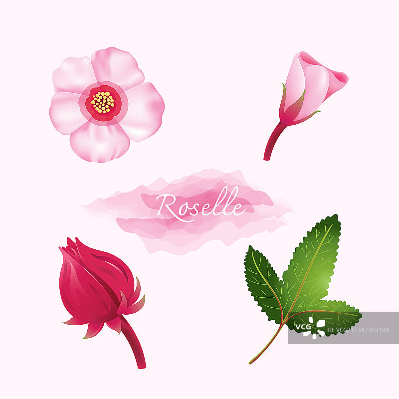 可食用的红色秋葵花图片素材