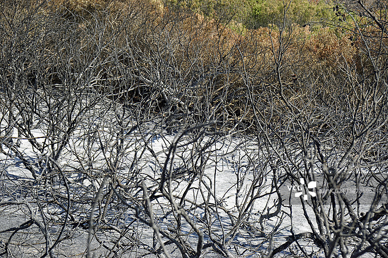 冬季森林中光秃秃的树木的全画幅照片图片素材
