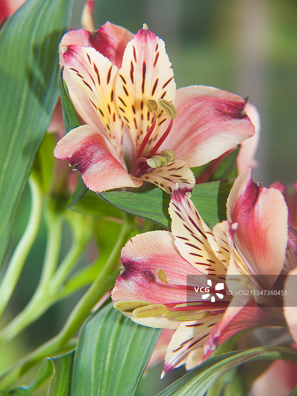 粉红色开花植物的特写图片素材