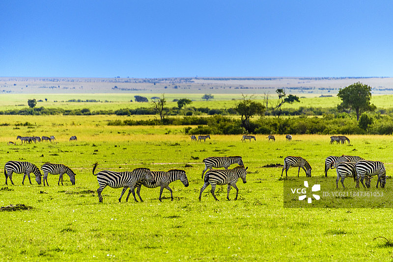 非洲肯尼亚马赛马拉的野生斑马图片素材