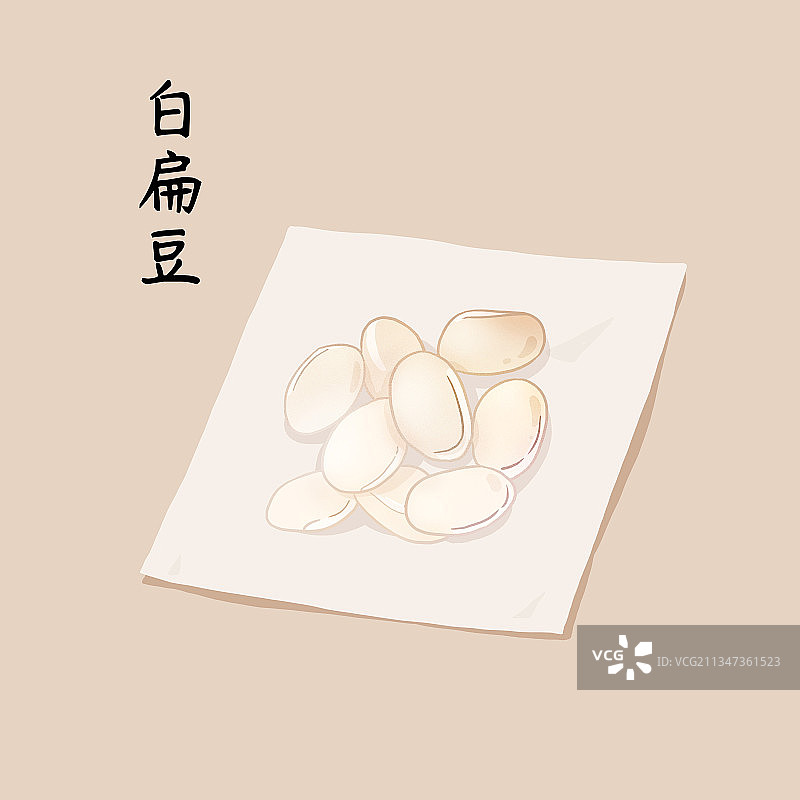 中药材白扁豆图片素材