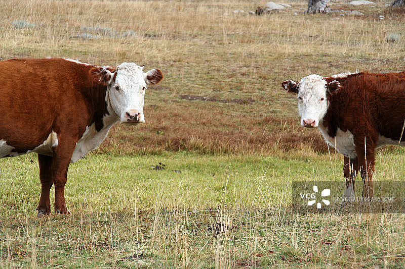 奶牛站在美国田野上的 портрет图片素材