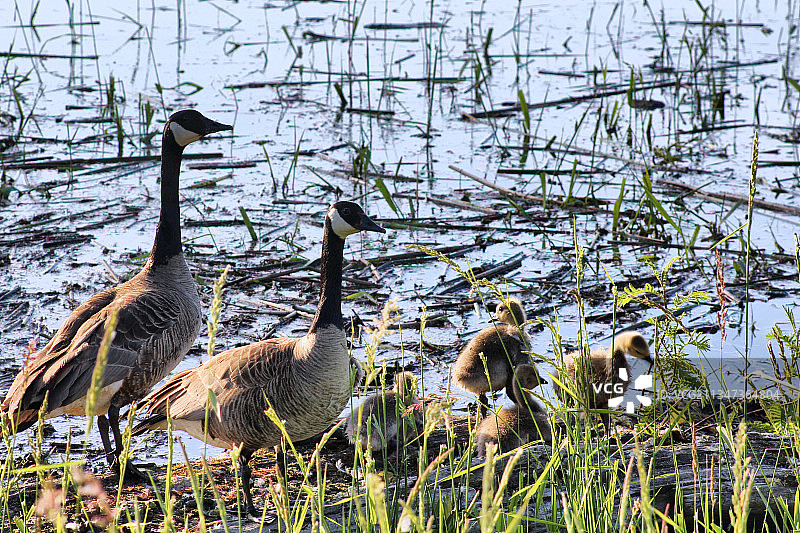 加拿大不列颠哥伦比亚省鲑鱼臂湖上鹅群游泳的俯视图图片素材