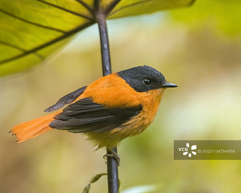 栖息在树枝上的鸣禽翠鸟特写图片素材