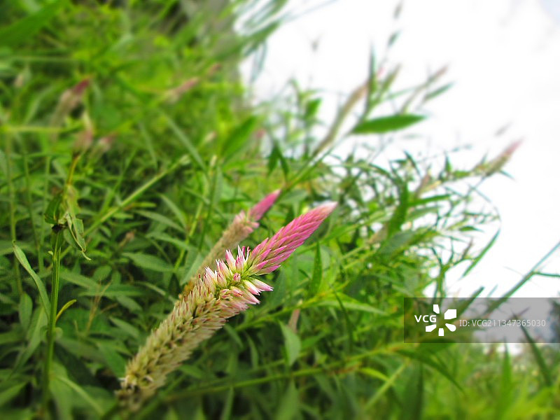 越南田野中生长的植物特写图片素材
