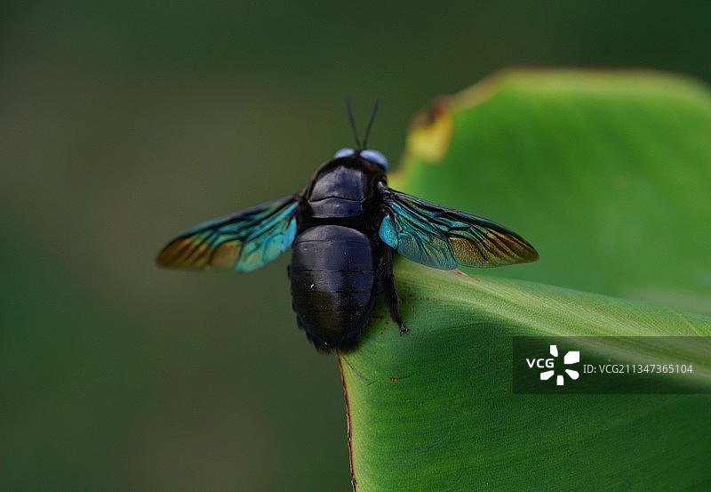 苍蝇在叶片上特写图片素材
