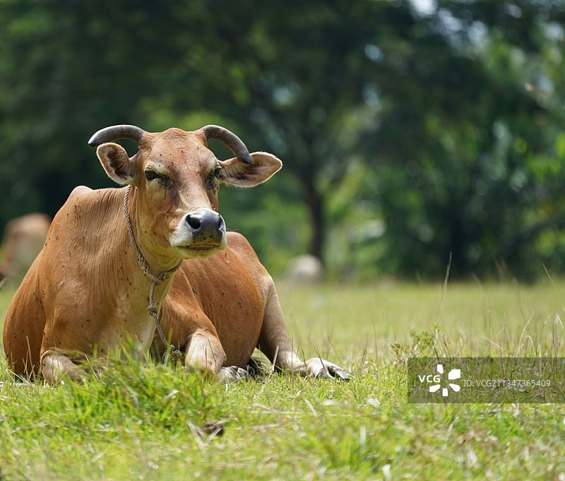 田野里坐着的奶牛肖像图片素材