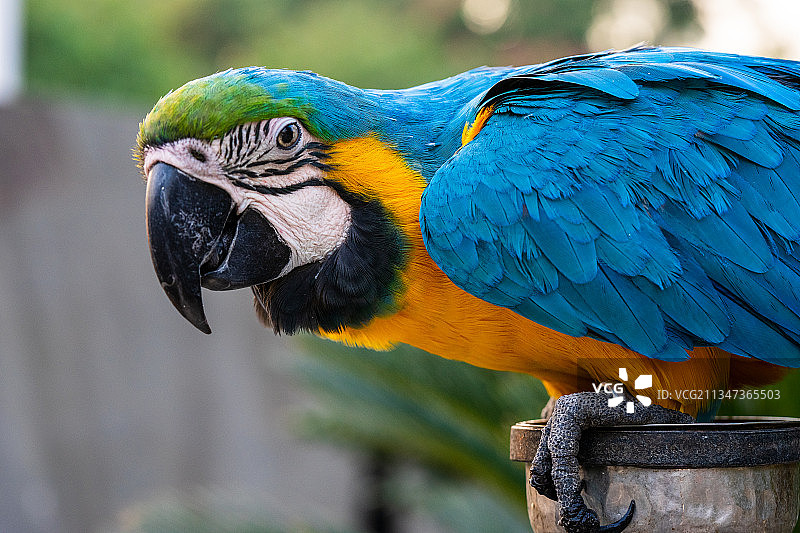 金蓝色金刚鹦鹉栖息在木头上的特写图片素材