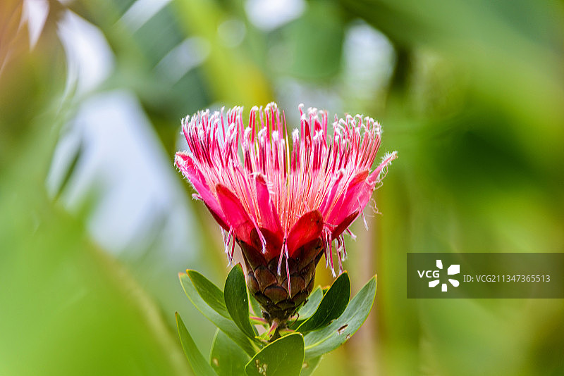 南非共和国的国花山龙眼目山龙眼科植物帝王花图片素材