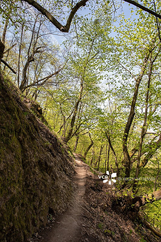 森林中的树木，匈牙利佩斯图片素材