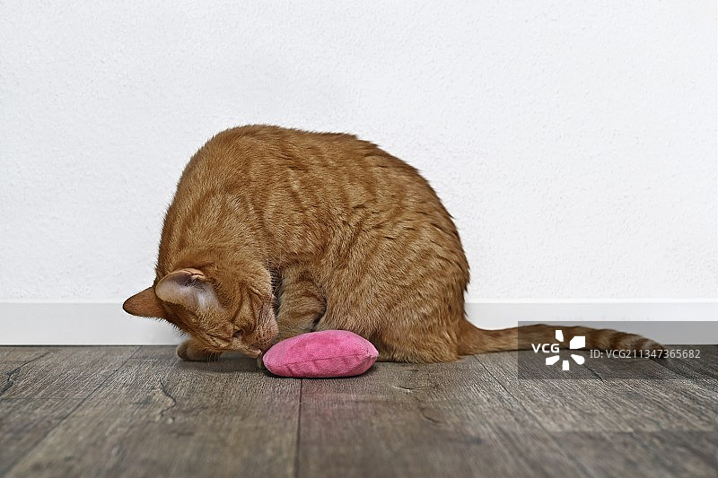 硬木地板上睡觉的猫咪特写，德国图片素材