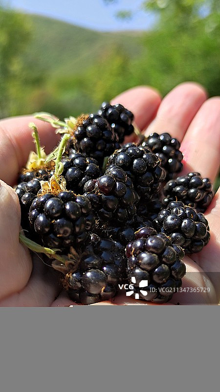 手持黑莓的局部照片图片素材