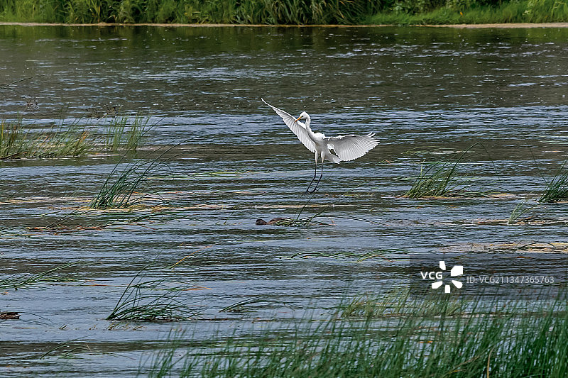 一只苍鹭图片素材