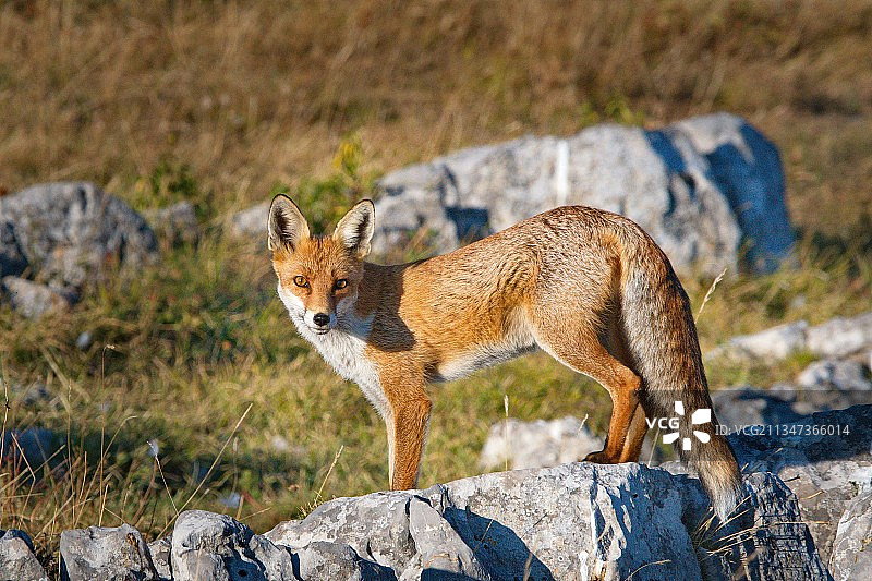 站在岩石上的红狐，保加利亚图片素材