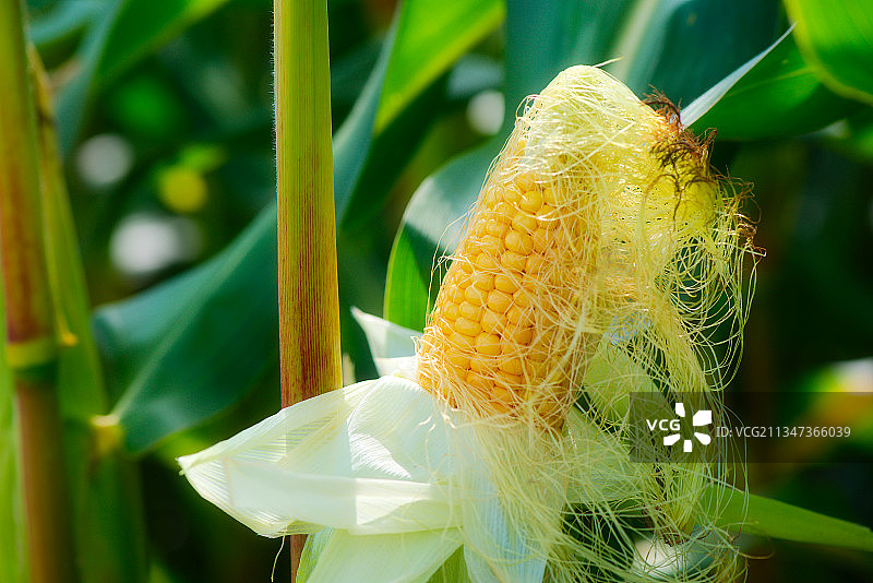 植物玉米特写，德国斯特拉瓦尔德图片素材