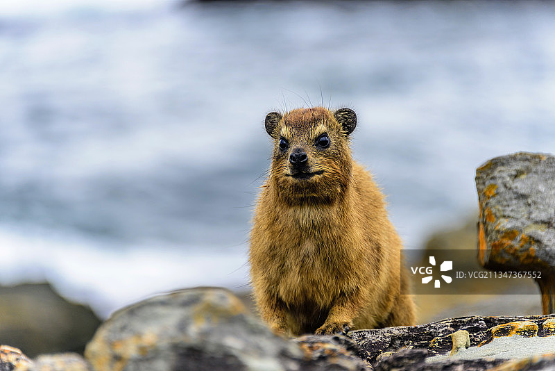 非洲生活的群居哺乳动物——蹄兔图片素材