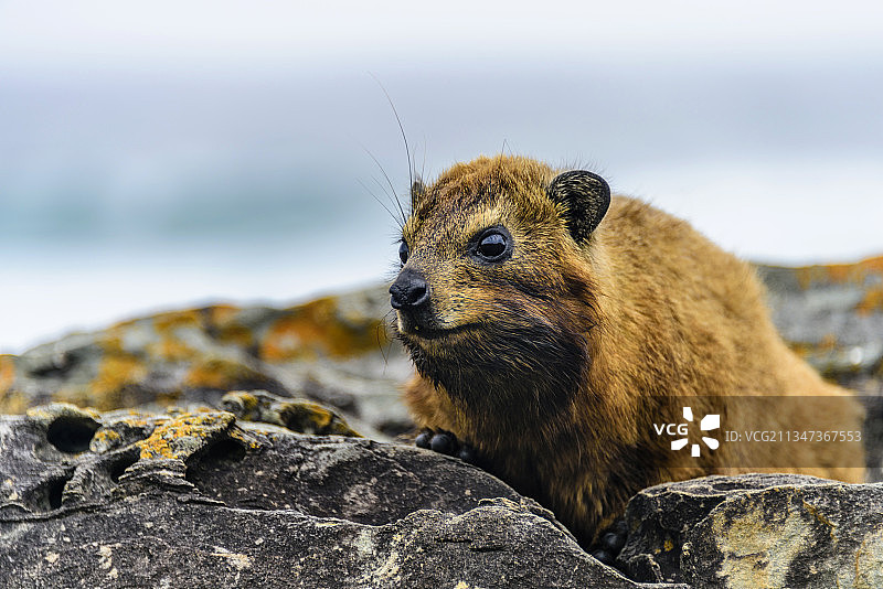 非洲生活的群居哺乳动物——蹄兔图片素材
