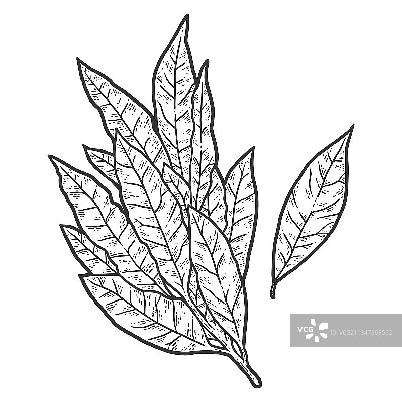 香月桂叶速写图片素材