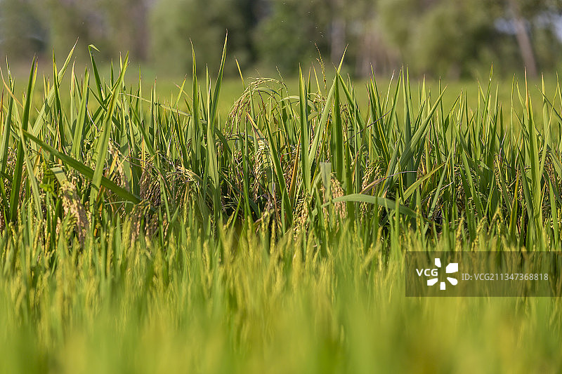 黑龙江省哈尔滨市五常市稻田图片素材