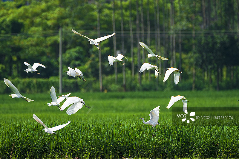 白鹭群飞图片素材