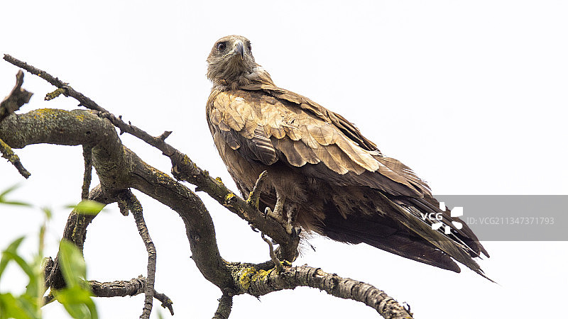低角度仰望栖息在树枝上的秃鹰图片素材