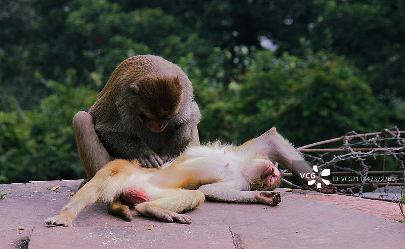 挡土墙上猕猴特写图片素材