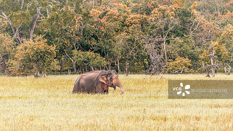 斯里兰卡亚拉国家公园的亚洲象栖息地图片素材